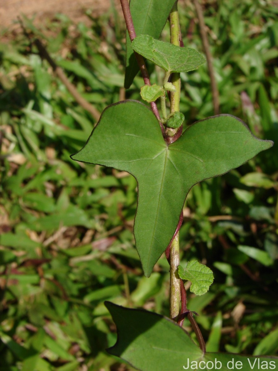 Ipomoea sagittifolia Burm.f.